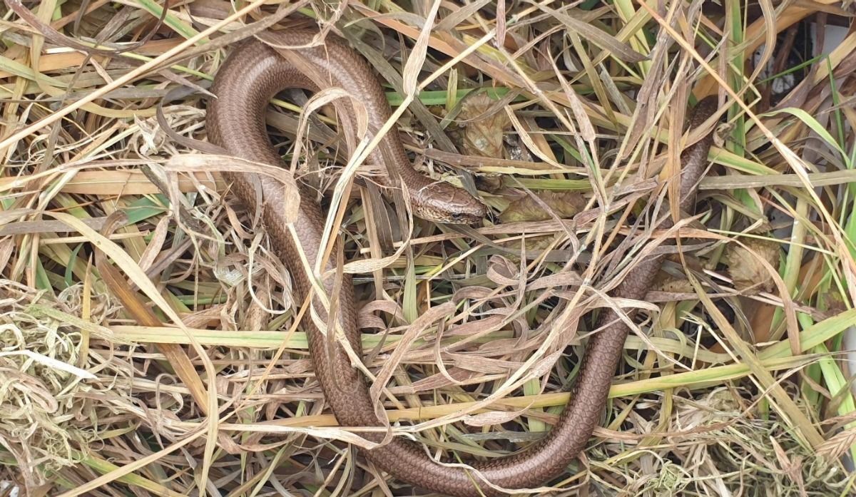 Reptiles moved in relocation project to make way for A30 road works